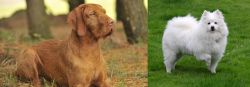 Hungarian Wirehaired Vizsla vs American Eskimo Dog - Breed Comparison