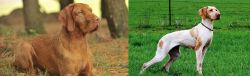 Hungarian Wirehaired Vizsla vs Ariege Pointer - Breed Comparison