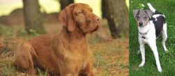 Hungarian Wirehaired Vizsla vs Brazilian Terrier - Breed Comparison