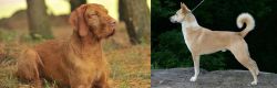 Hungarian Wirehaired Vizsla vs Canaan Dog - Breed Comparison