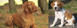 Hungarian Wirehaired Vizsla vs Francais Blanc et Orange - Breed Comparison