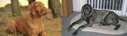 Hungarian Wirehaired Vizsla vs Giant Maso Mastiff - Breed Comparison