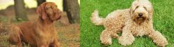 Hungarian Wirehaired Vizsla vs Labradoodle - Breed Comparison
