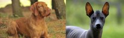 Hungarian Wirehaired Vizsla vs Mexican Hairless - Breed Comparison