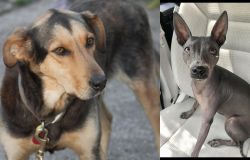 Huntaway vs American Hairless Terrier - Breed Comparison