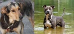 Huntaway vs American Staffordshire Terrier - Breed Comparison