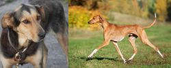 Huntaway vs Azawakh - Breed Comparison