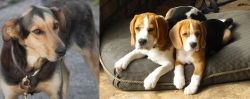 Huntaway vs Beagle - Breed Comparison