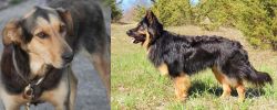 Huntaway vs Bohemian Shepherd - Breed Comparison