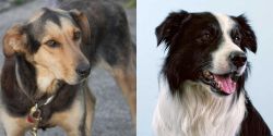 Huntaway vs Border Collie - Breed Comparison