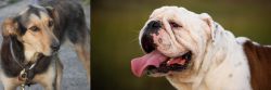 Huntaway vs English Bulldog - Breed Comparison