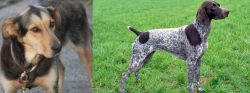 Huntaway vs German Shorthaired Pointer - Breed Comparison
