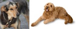 Huntaway vs Golden Doodle - Breed Comparison