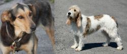 Huntaway vs Grand Basset Griffon Vendeen - Breed Comparison