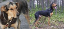 Huntaway vs Greek Harehound - Breed Comparison