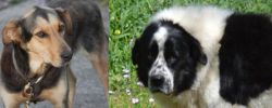 Huntaway vs Greek Sheepdog - Breed Comparison