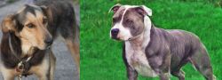 Huntaway vs Irish Staffordshire Bull Terrier - Breed Comparison