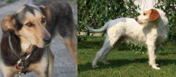 Huntaway vs Istarski Ostrodlaki Gonic - Breed Comparison