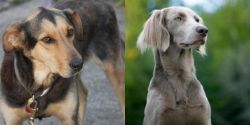 Huntaway vs Longhaired Weimaraner - Breed Comparison