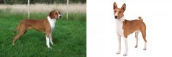 Hygenhund vs Basenji - Breed Comparison