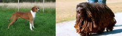 Hygenhund vs Bergamasco - Breed Comparison