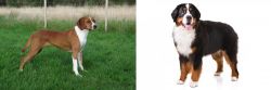 Hygenhund vs Bernese Mountain Dog - Breed Comparison