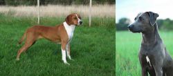Hygenhund vs Blue Lacy - Breed Comparison