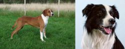 Hygenhund vs Border Collie - Breed Comparison
