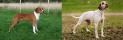 Hygenhund vs Braque du Bourbonnais - Breed Comparison