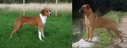 Hygenhund vs Bullmastiff - Breed Comparison