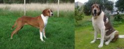 Hygenhund vs Cao de Gado Transmontano - Breed Comparison