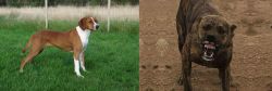 Hygenhund vs Dogo Sardesco - Breed Comparison