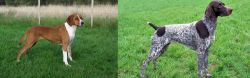 Hygenhund vs German Shorthaired Pointer - Breed Comparison