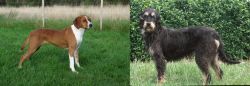 Hygenhund vs Griffon Nivernais - Breed Comparison