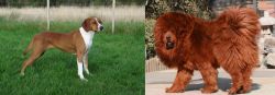 Hygenhund vs Himalayan Mastiff - Breed Comparison