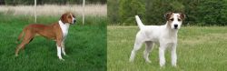 Hygenhund vs Jack Russell Terrier - Breed Comparison