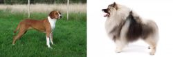 Hygenhund vs Keeshond - Breed Comparison