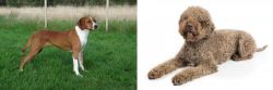 Hygenhund vs Lagotto Romagnolo - Breed Comparison