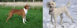 Hygenhund vs Poodle - Breed Comparison