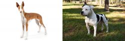 Ibizan Hound vs American Bulldog - Breed Comparison