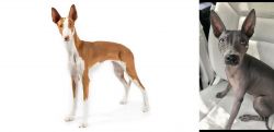 Ibizan Hound vs American Hairless Terrier - Breed Comparison