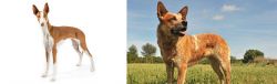 Ibizan Hound vs Australian Red Heeler - Breed Comparison