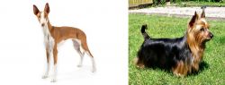 Ibizan Hound vs Australian Silky Terrier - Breed Comparison