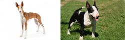 Ibizan Hound vs Bull Terrier Miniature - Breed Comparison