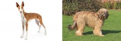 Ibizan Hound vs Catalan Sheepdog - Breed Comparison