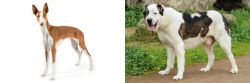 Ibizan Hound vs Central Asian Shepherd - Breed Comparison