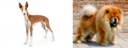 Ibizan Hound vs Chow Chow - Breed Comparison