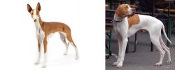 Ibizan Hound vs English Pointer - Breed Comparison