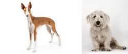 Ibizan Hound vs Glen of Imaal Terrier - Breed Comparison