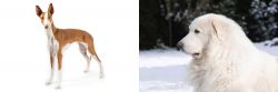 Ibizan Hound vs Great Pyrenees - Breed Comparison